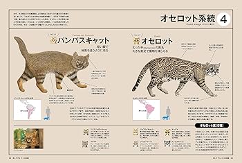 【美品】 猫の解剖図説 猫のための家づくり解剖図鑑 | 建築知識, 今泉忠明, 落合知美